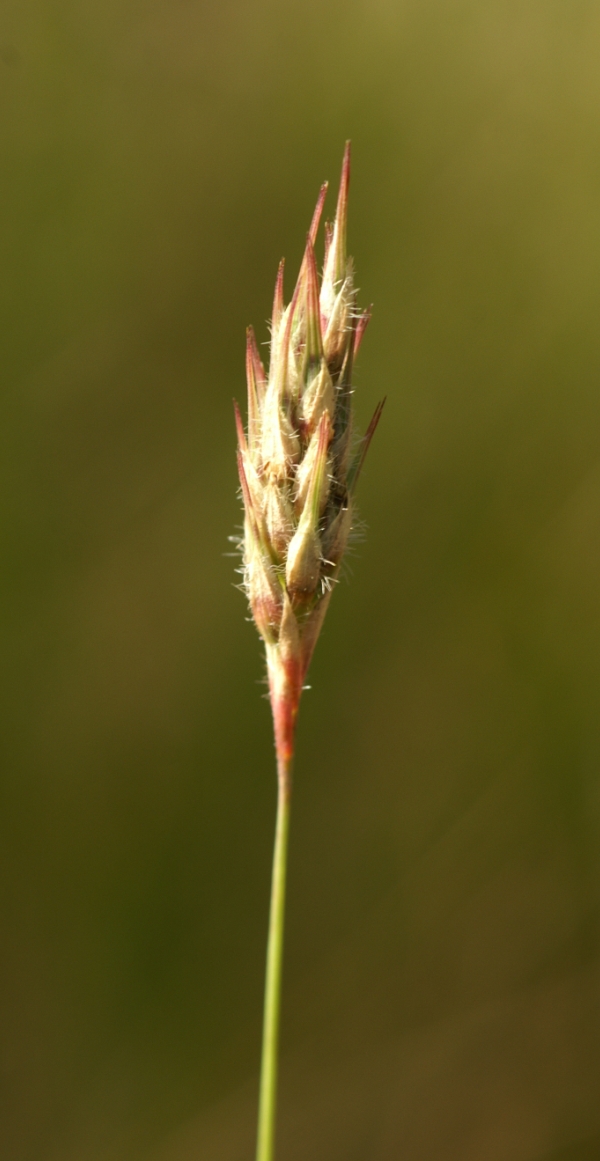 Amphipogon strictus